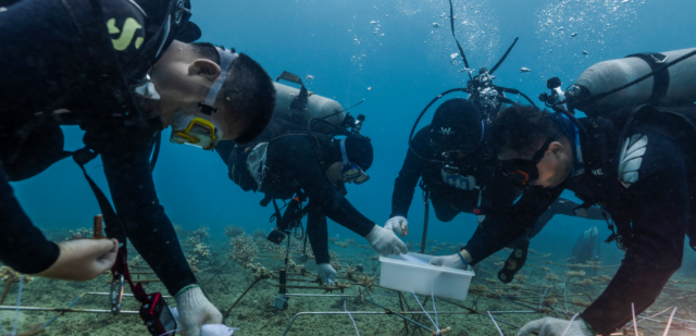 海南大学科研团队在三亚海底进行珊瑚种植。（学校供图）.png